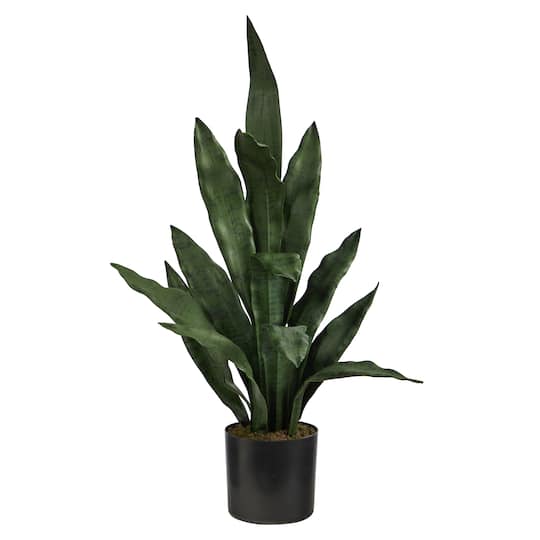 2ft. Potted Snake Plant